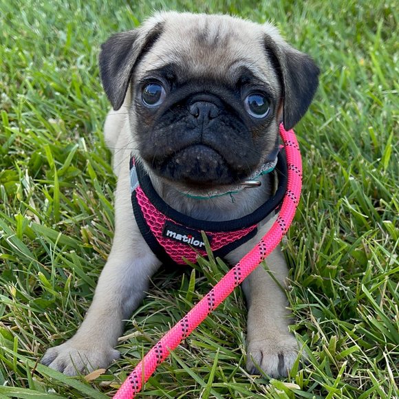 Matilor Other - MATILOR Extra-Small Pink Dog or Cat Harness & Leash Set  🐕 🐈‍⬛ NEW!!!